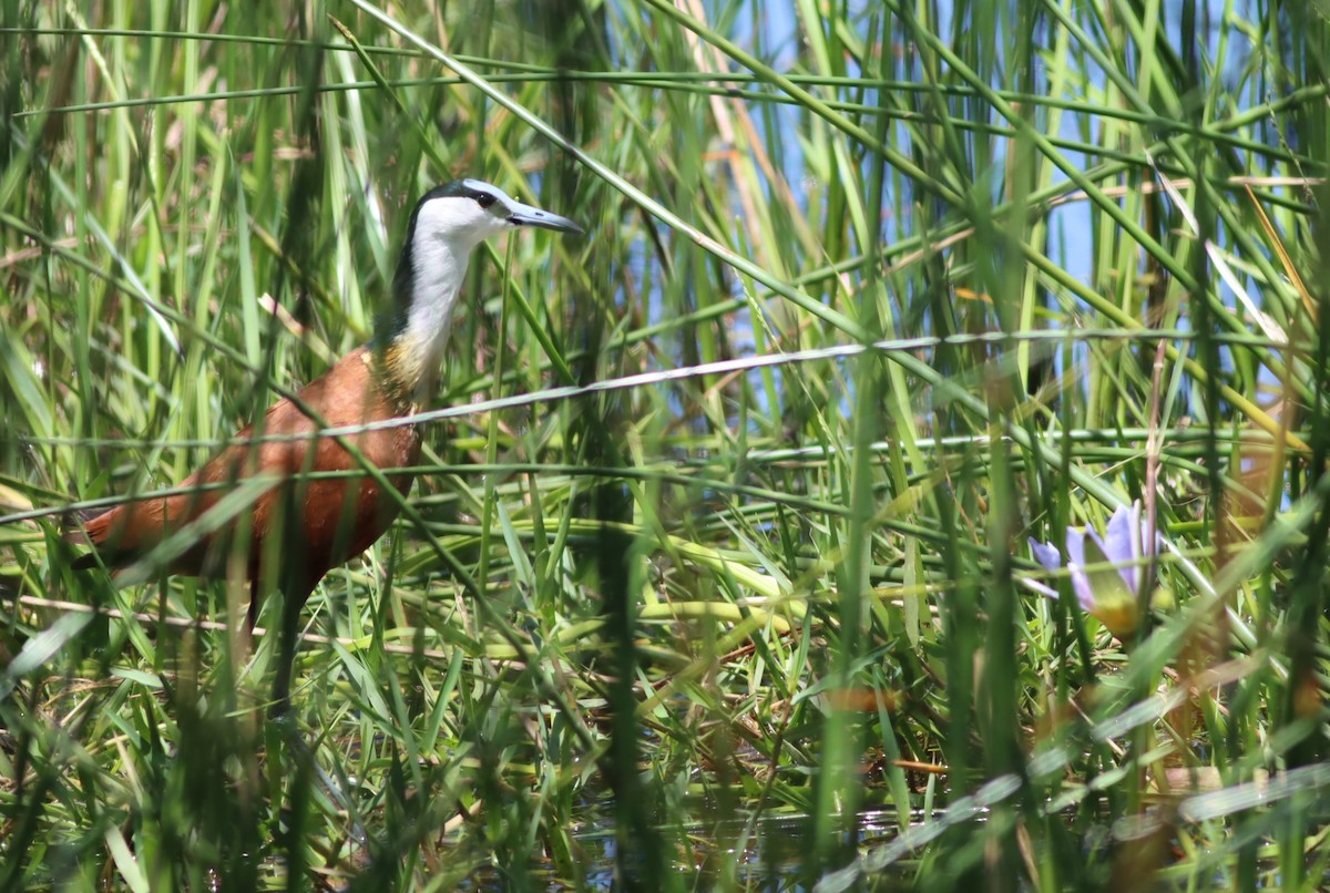 ז'קנה אפריקנית - ML646298089