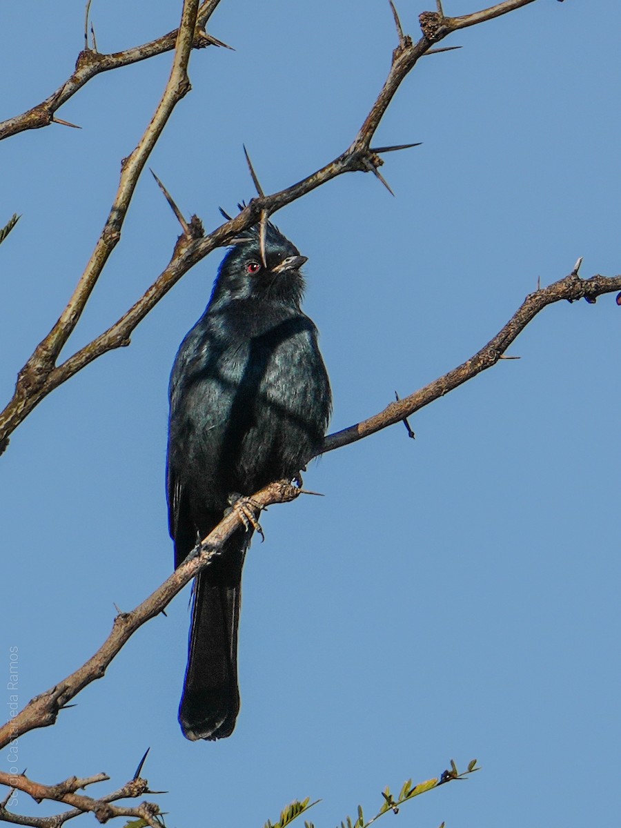 Phainopepla - ML646298090