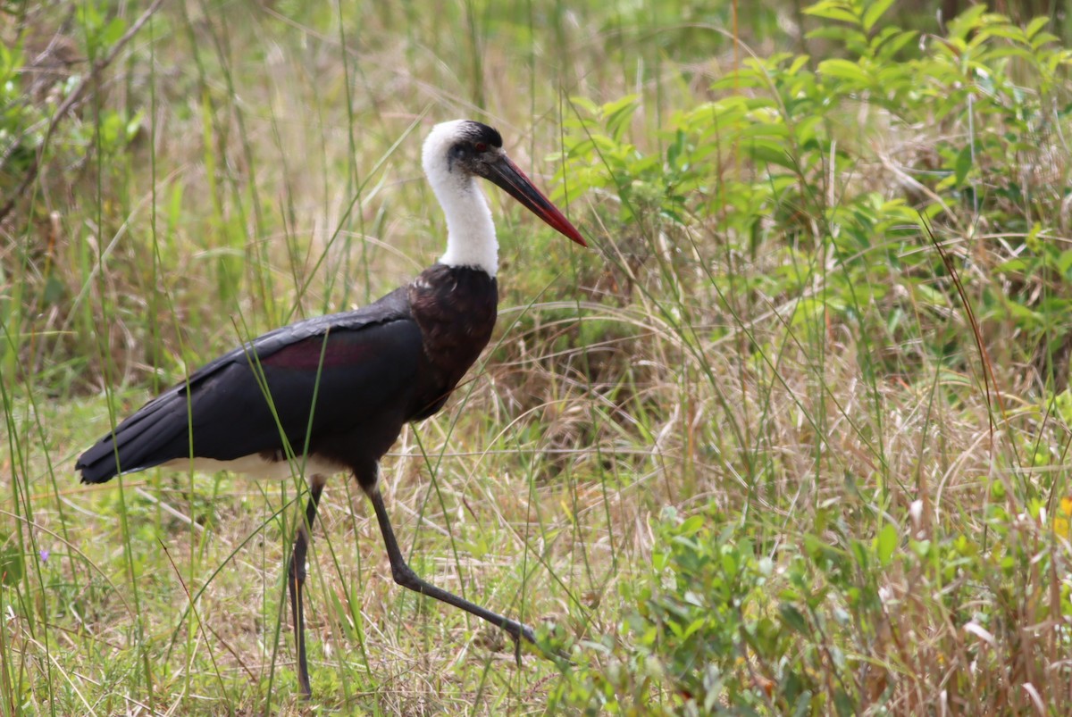 חסידה לבנת-גרון אפריקאית - ML646298093