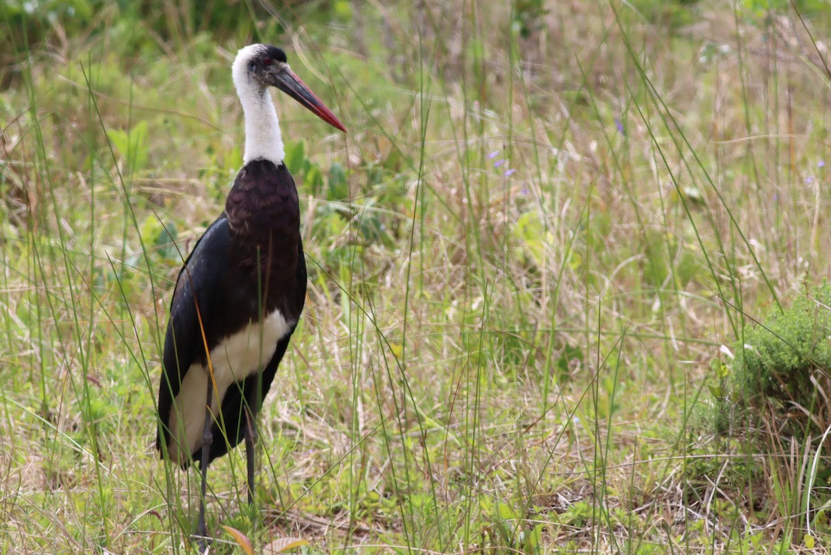 חסידה לבנת-גרון אפריקאית - ML646298094