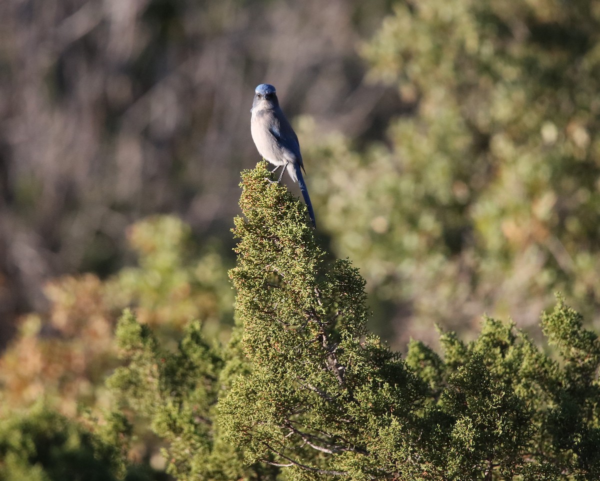 Woodhouse's Scrub-Jay (Woodhouse's) - ML646298095