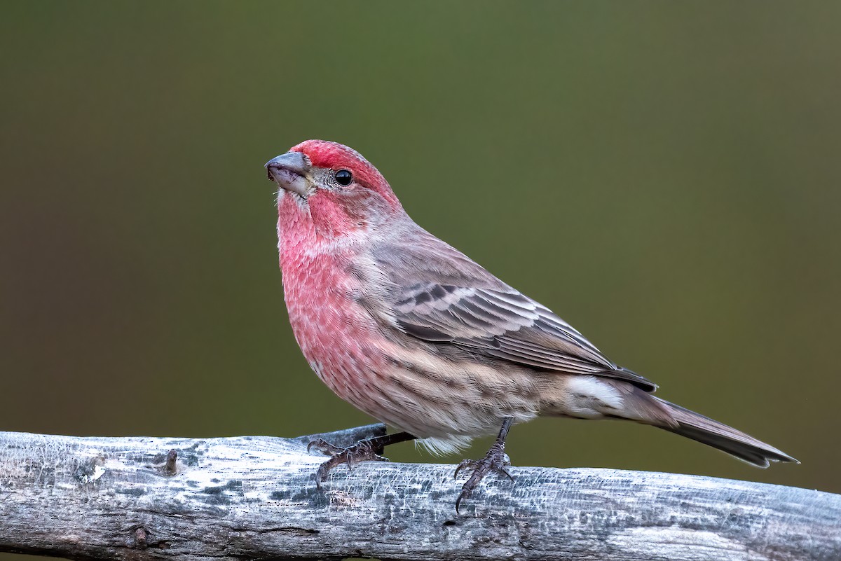 House Finch - ML646298097