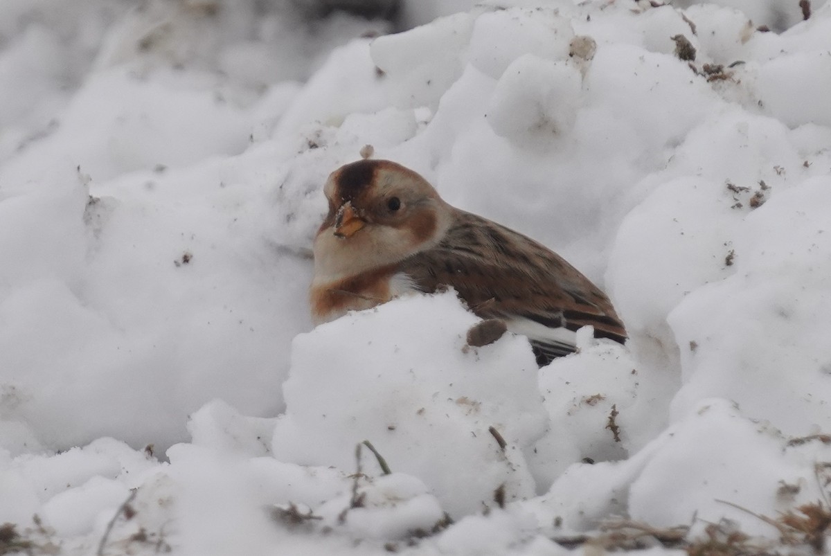 גיבתון שלג - ML646298098