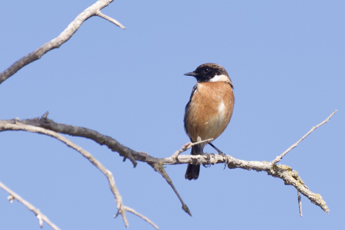 דוחל שחור-גרון - ML646298099
