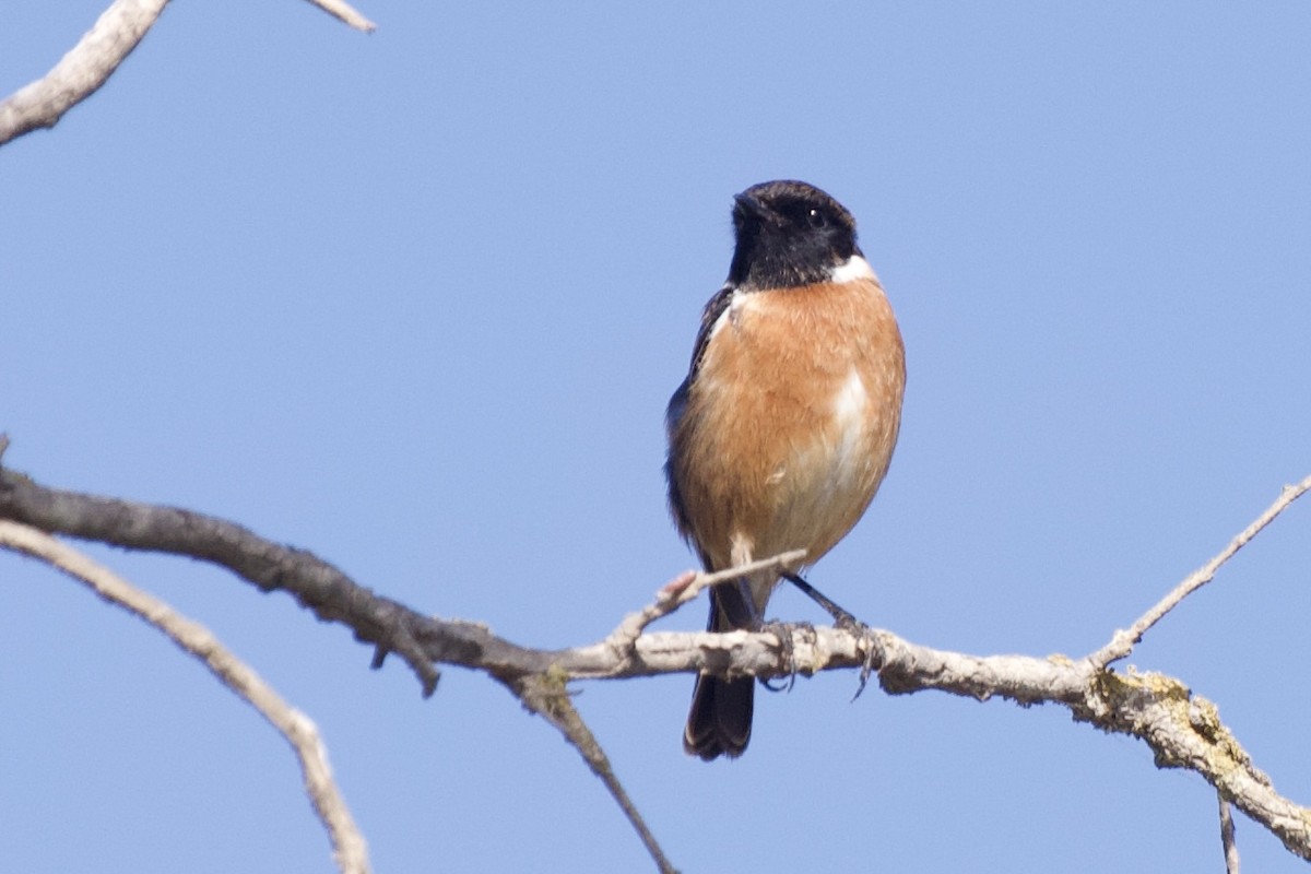 דוחל שחור-גרון - ML646298100
