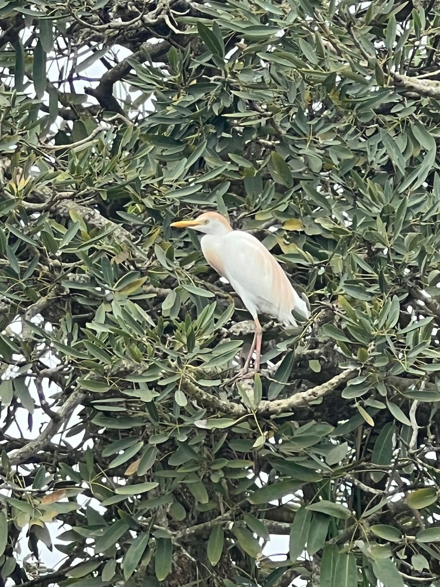 אנפית בקר מערבית - ML646298101