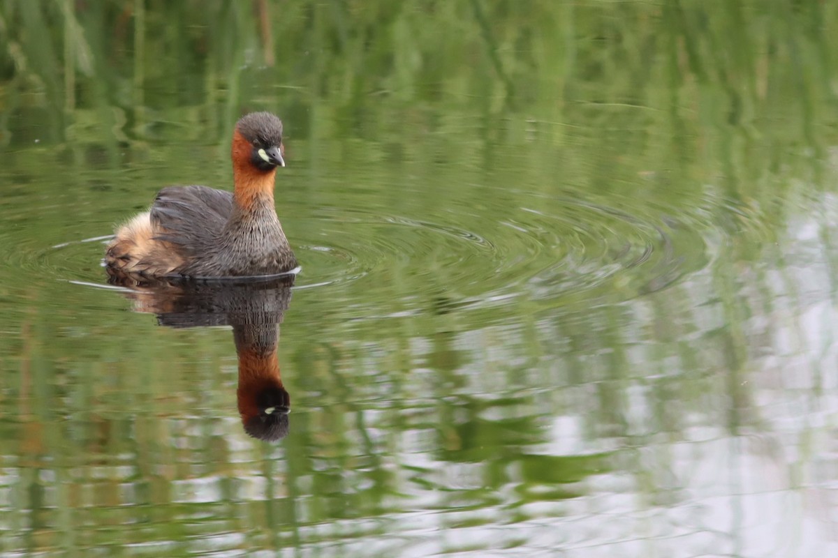 טבלן גמדי - ML646298102