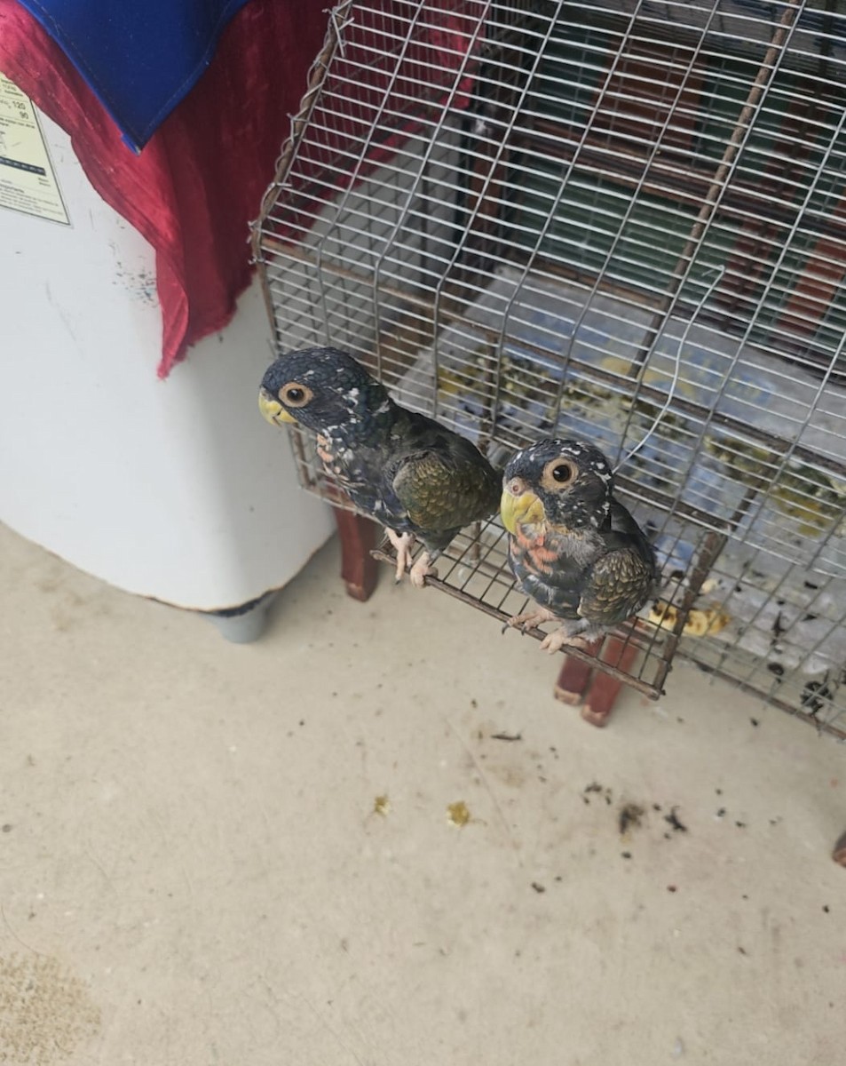 Bronze-winged Parrot - ML646298103