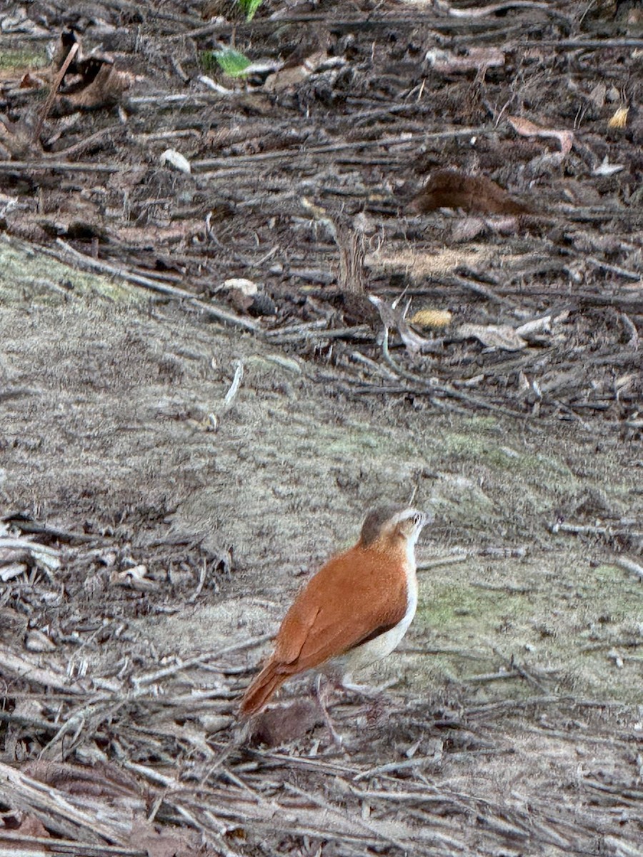 Pacific Hornero - ML646298106