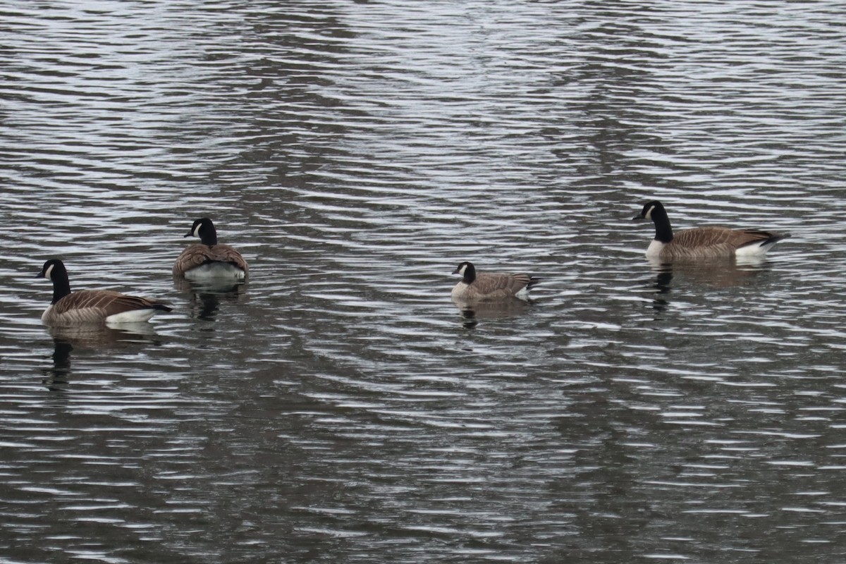 ברנטה גוצית - ML646298107