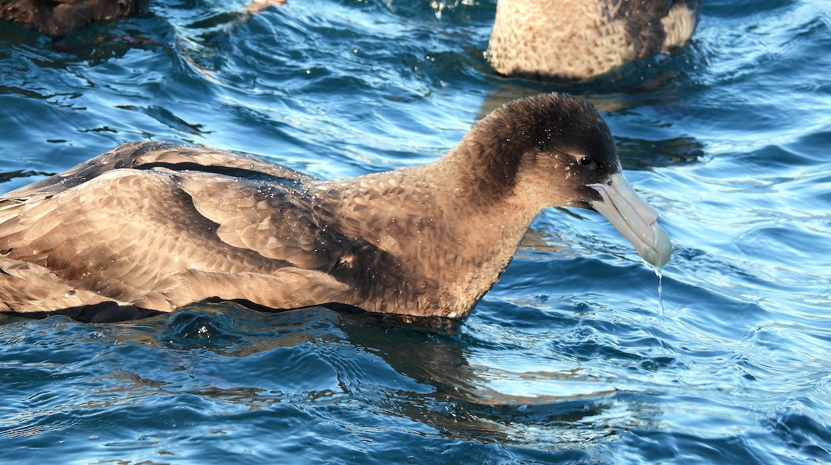 オオフルマカモメ - ML646298108