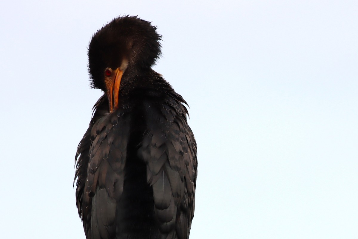 קורמורן ארוך-זנב - ML646298109