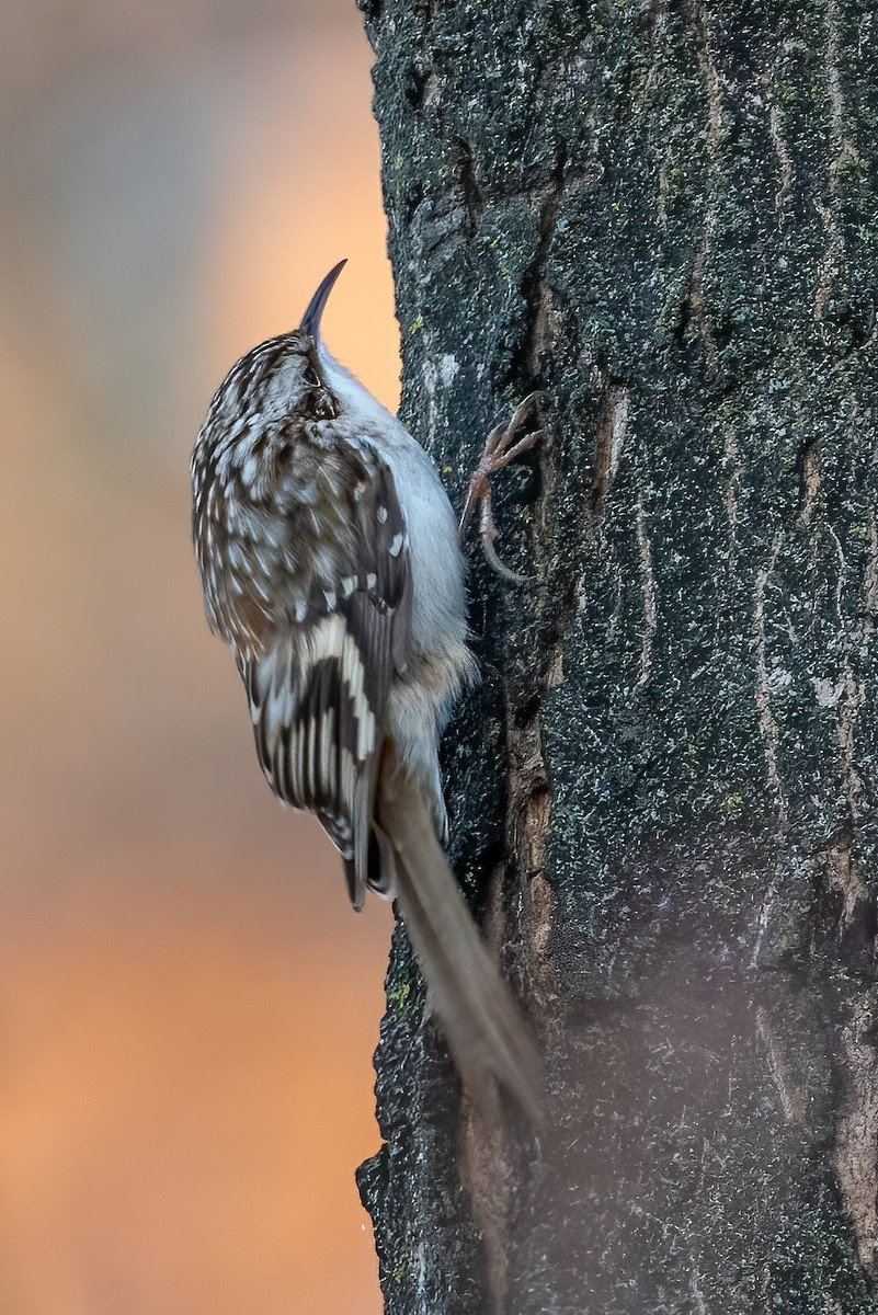 Brown Creeper - ML646298114