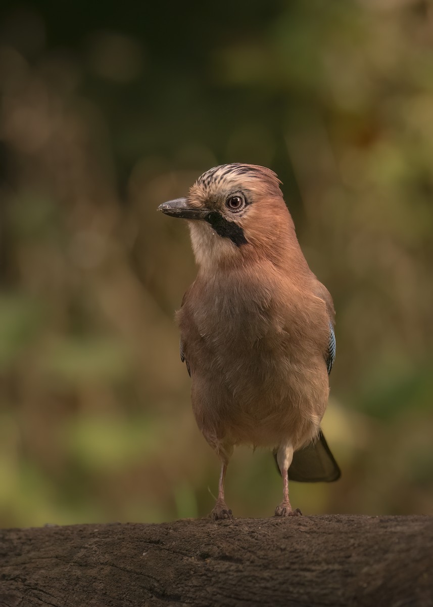 Eurasian Jay - ML646298135