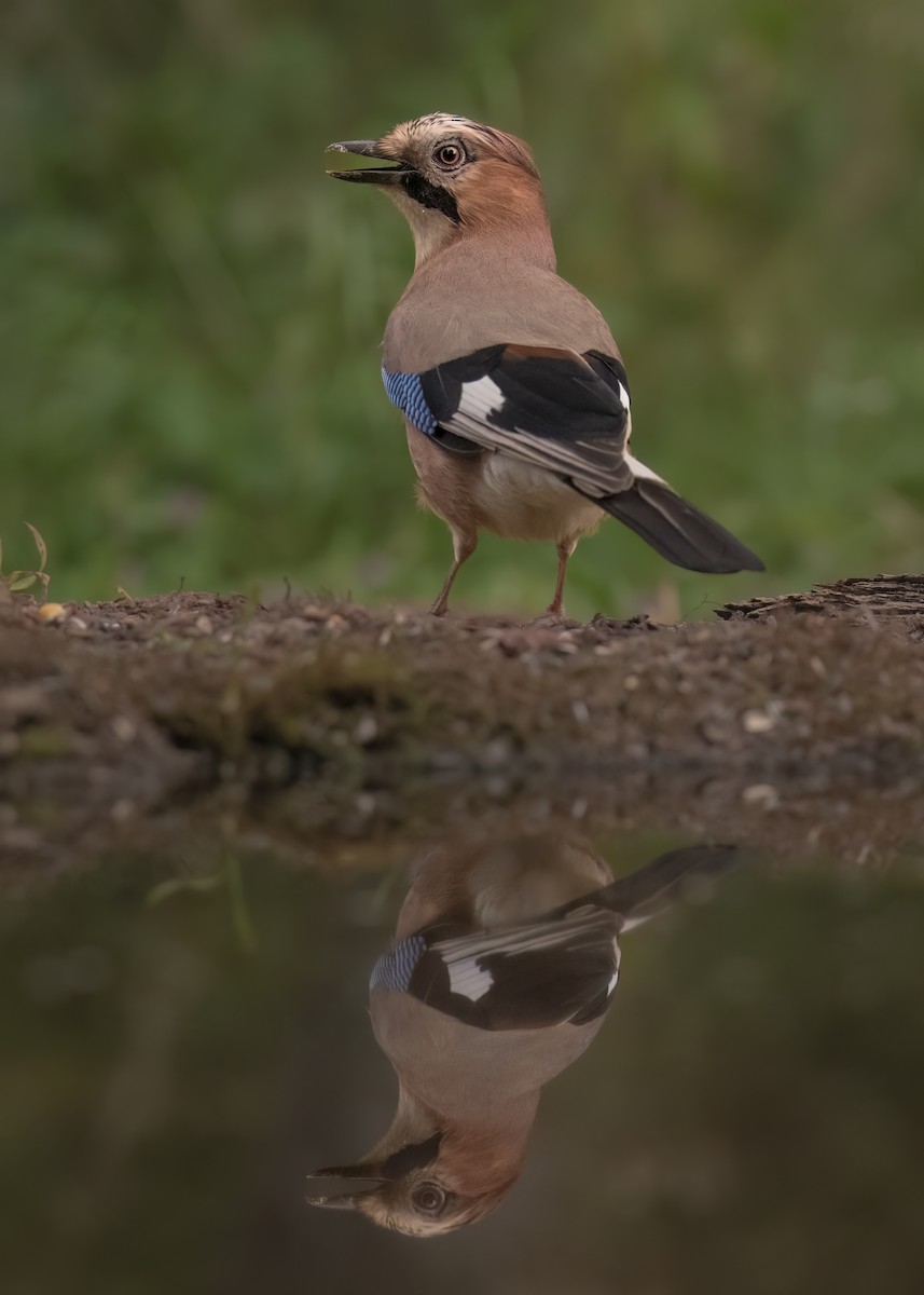 Eurasian Jay - ML646298136