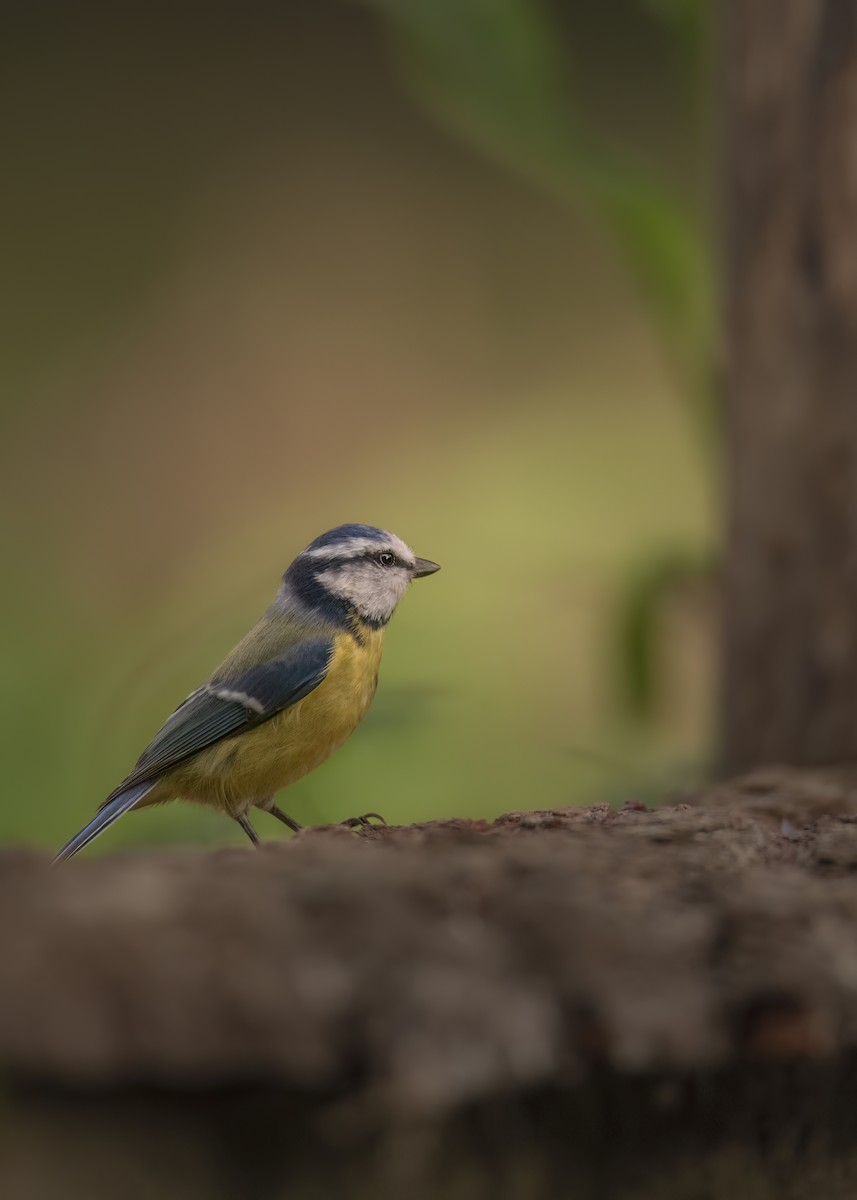 sýkora modřinka - ML646298149