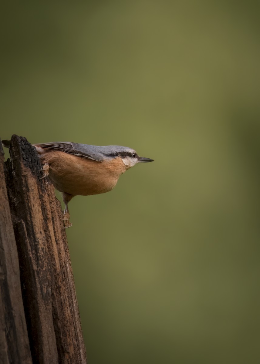 Eurasian Nuthatch - ML646298154