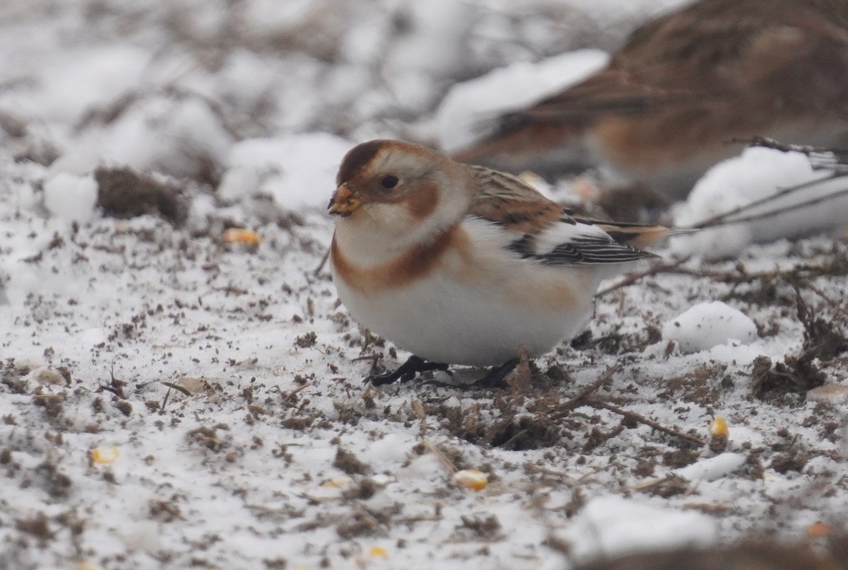 Snow Bunting - ML646298159
