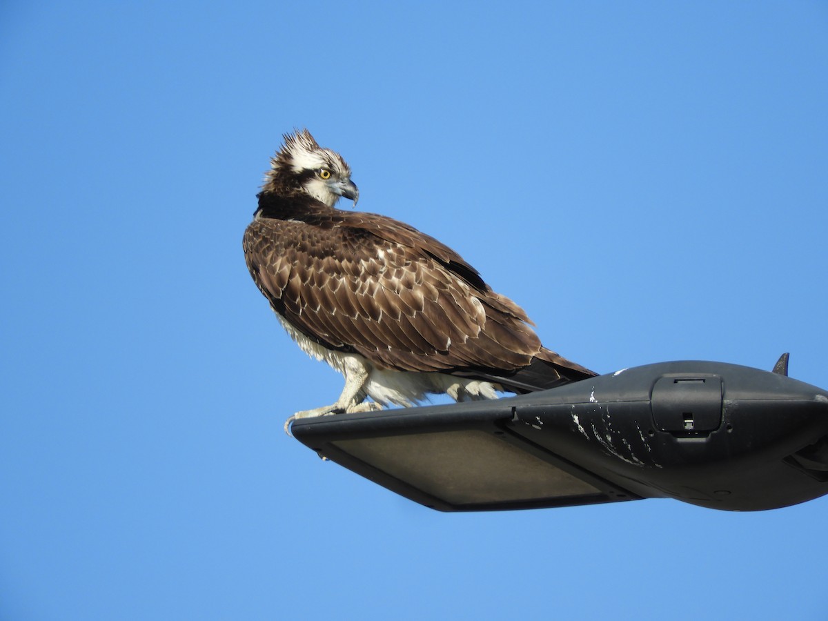 Загасч явлаг - ML646298161