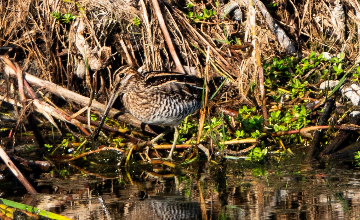 Wilson's Snipe - ML646298163