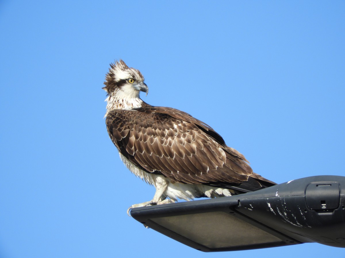 Загасч явлаг - ML646298165