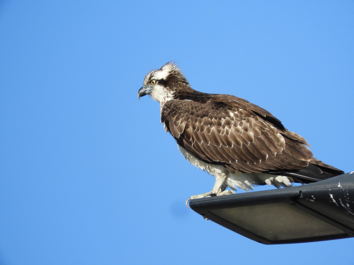 Загасч явлаг - ML646298167