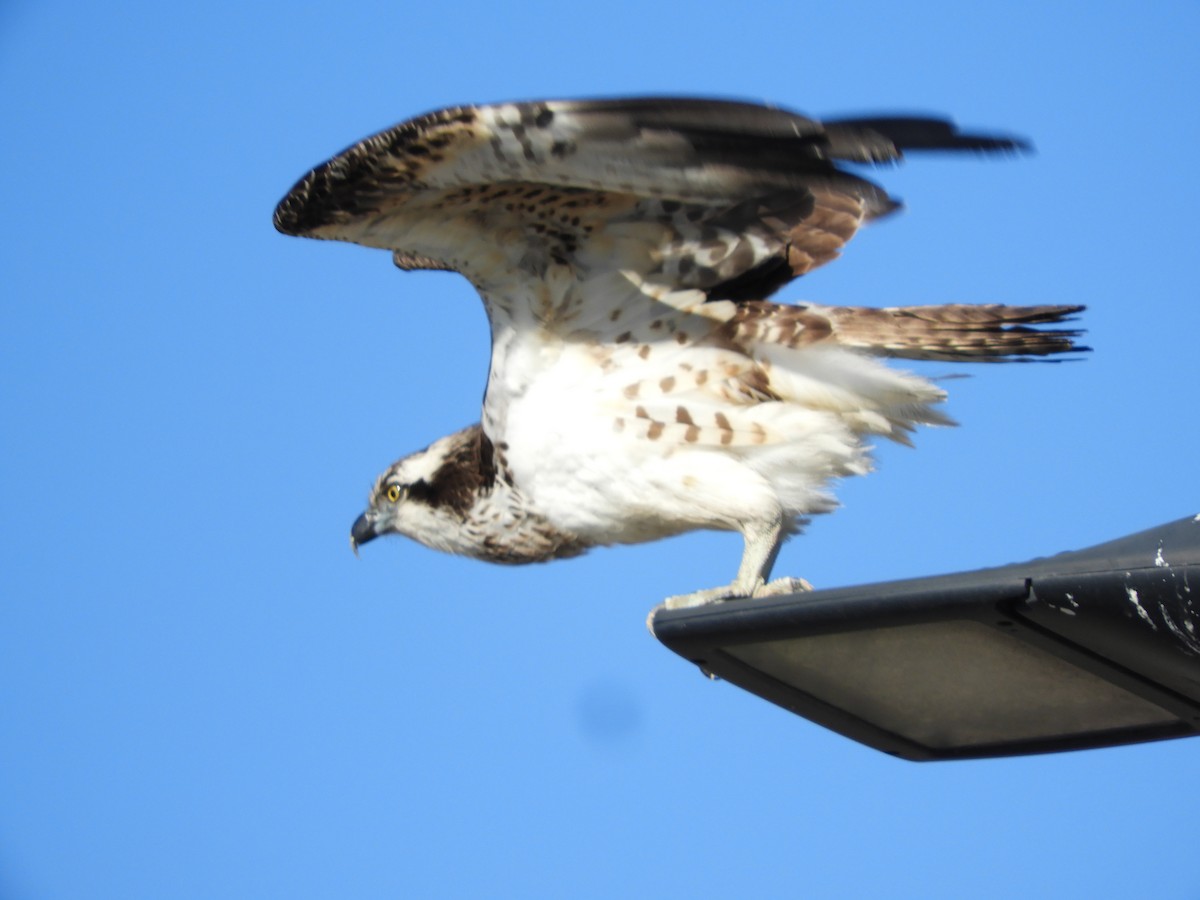 Загасч явлаг - ML646298168