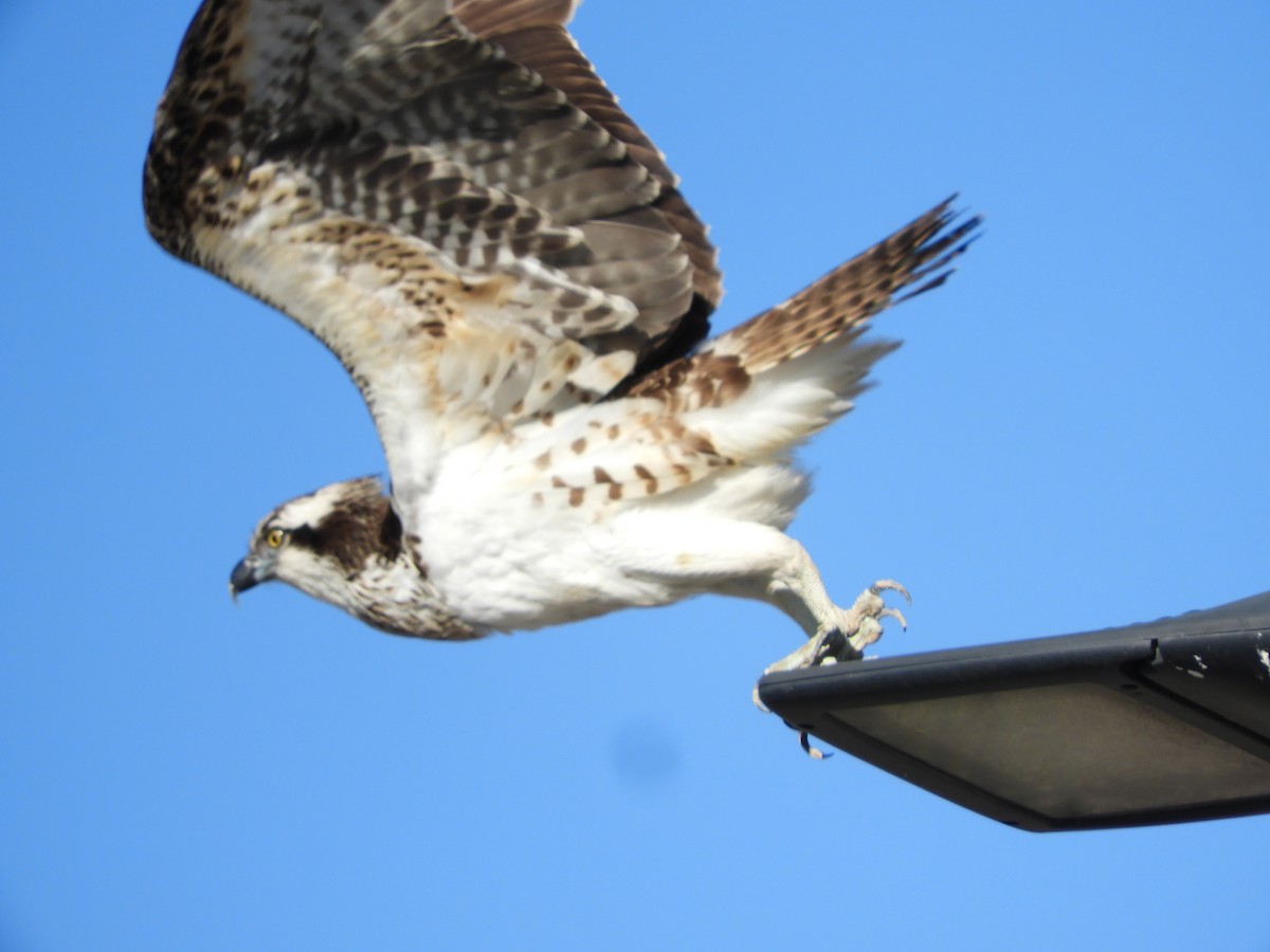 Загасч явлаг - ML646298172