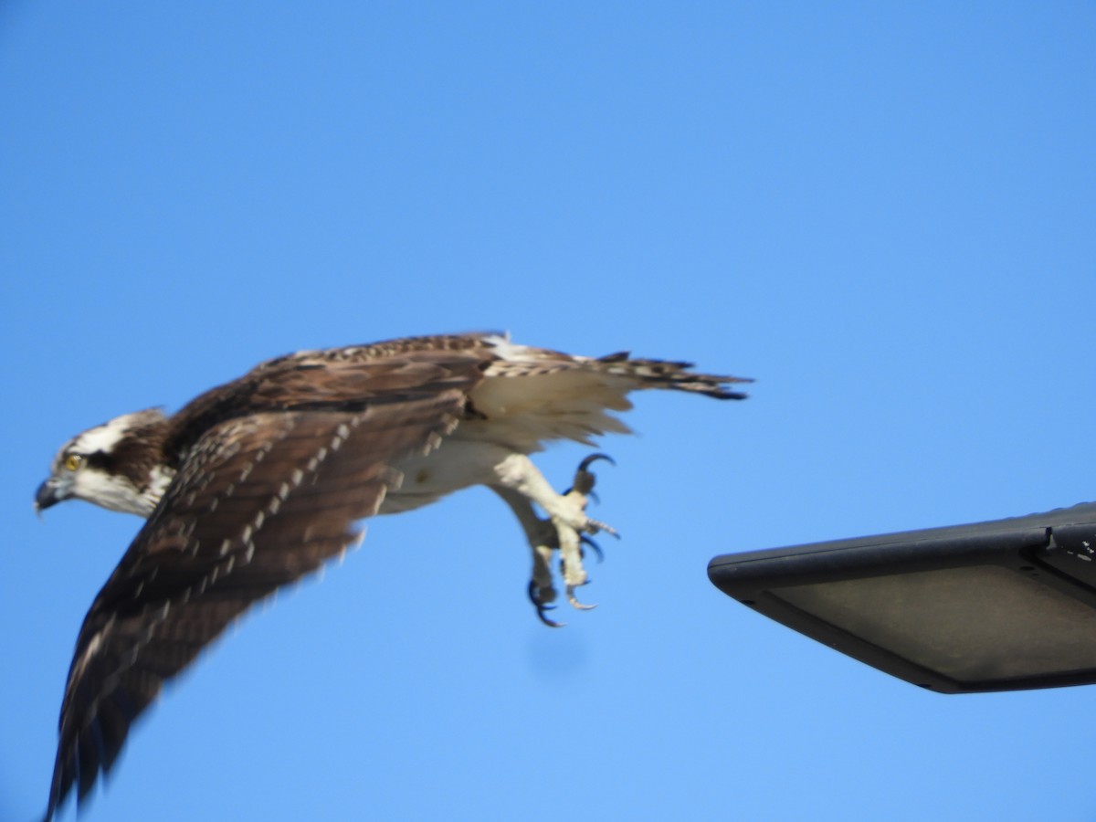 Загасч явлаг - ML646298174