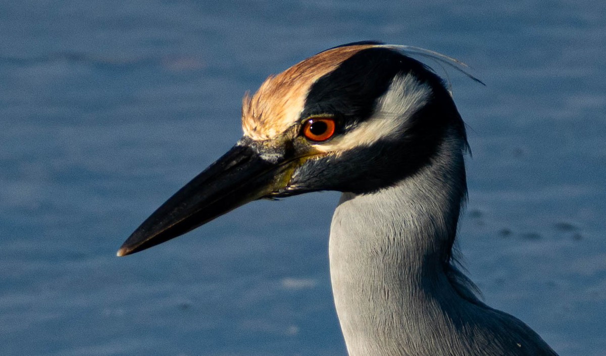 Yellow-crowned Night Heron - ML646298182