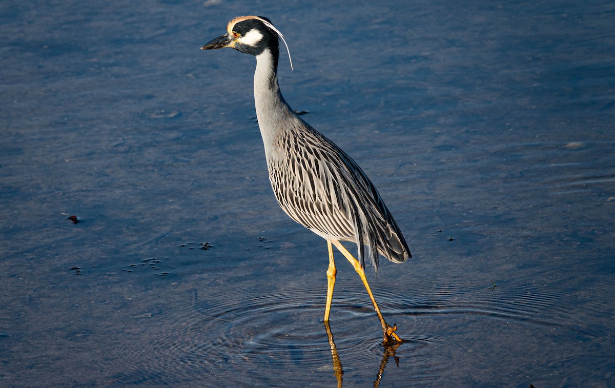 Yellow-crowned Night Heron - ML646298183