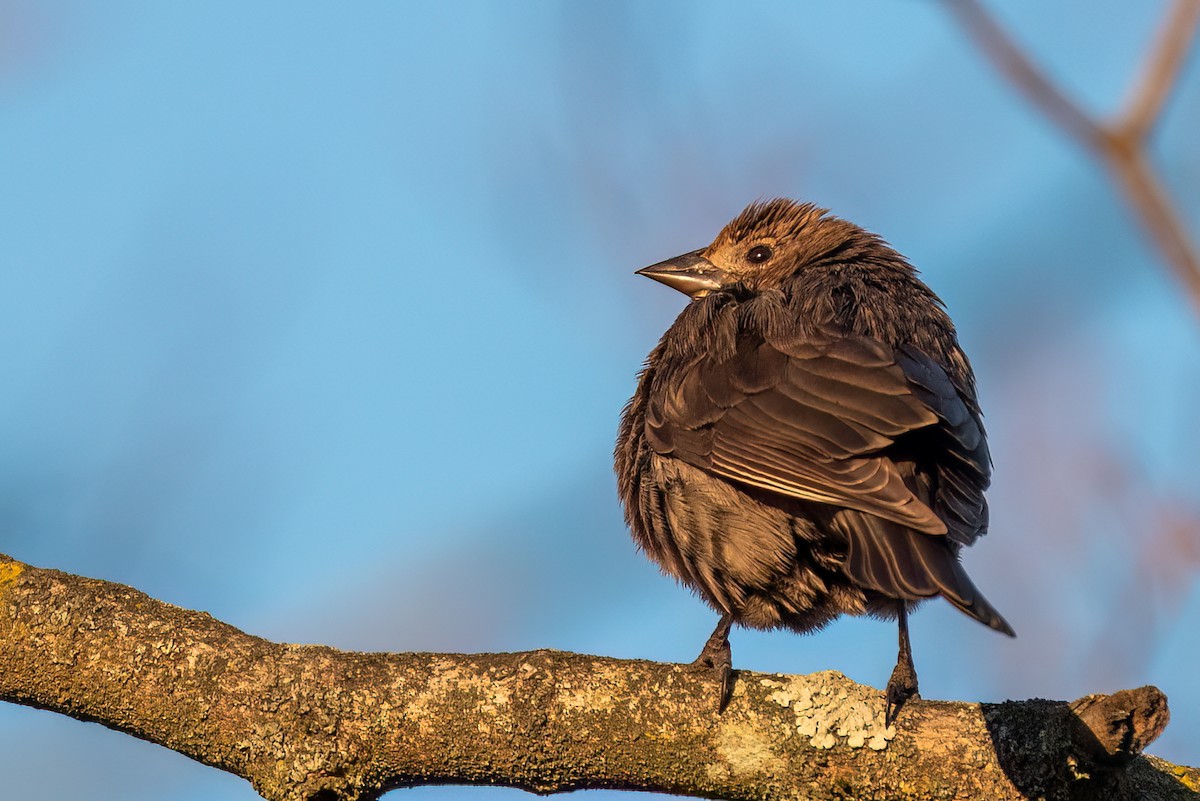 Brown-headed Cowbird - ML646298184