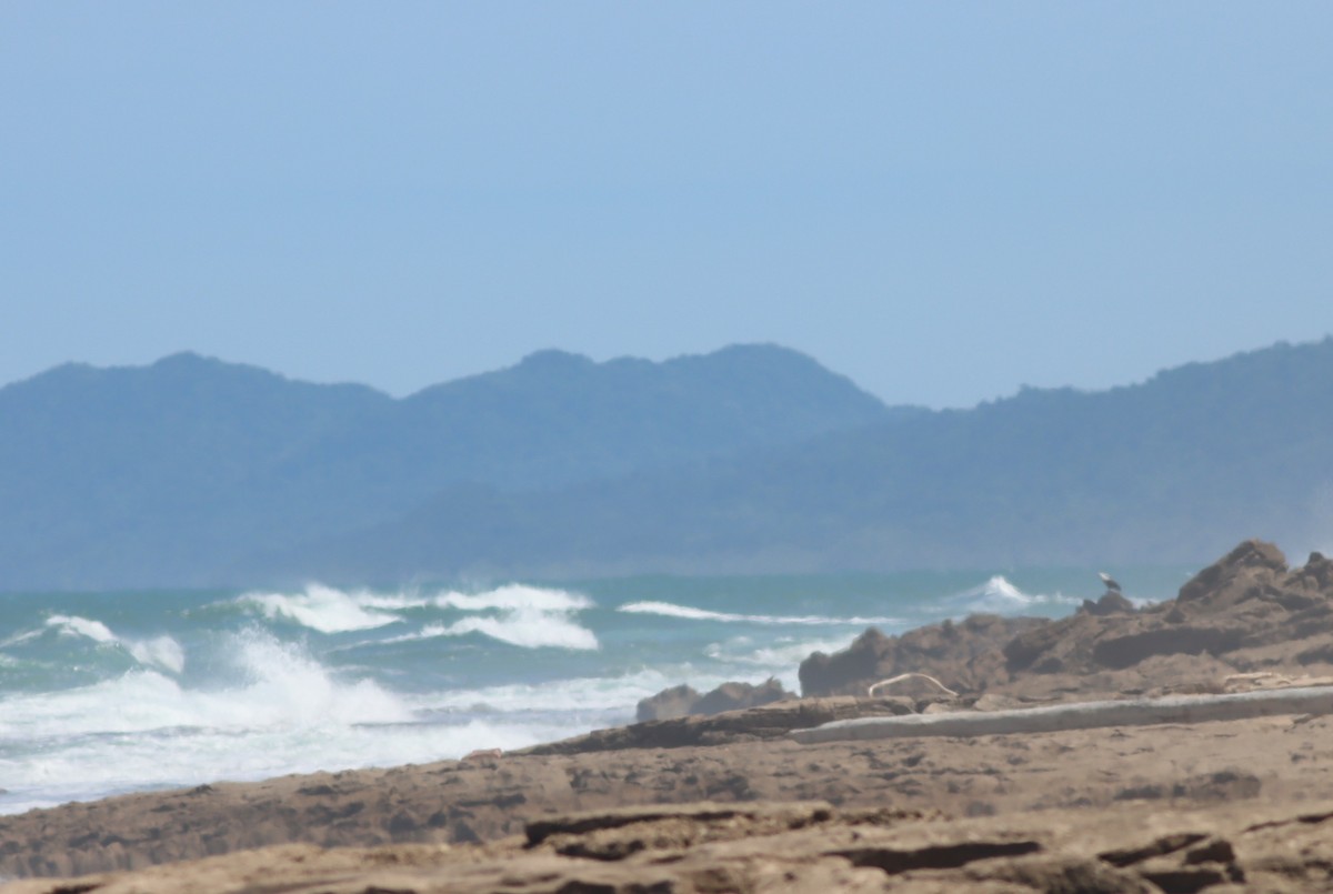 African Fish-Eagle - ML646298188