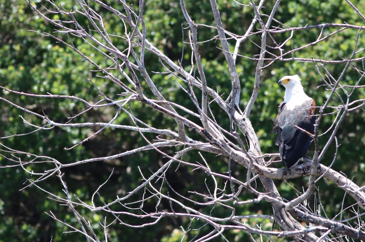 African Fish-Eagle - ML646298189