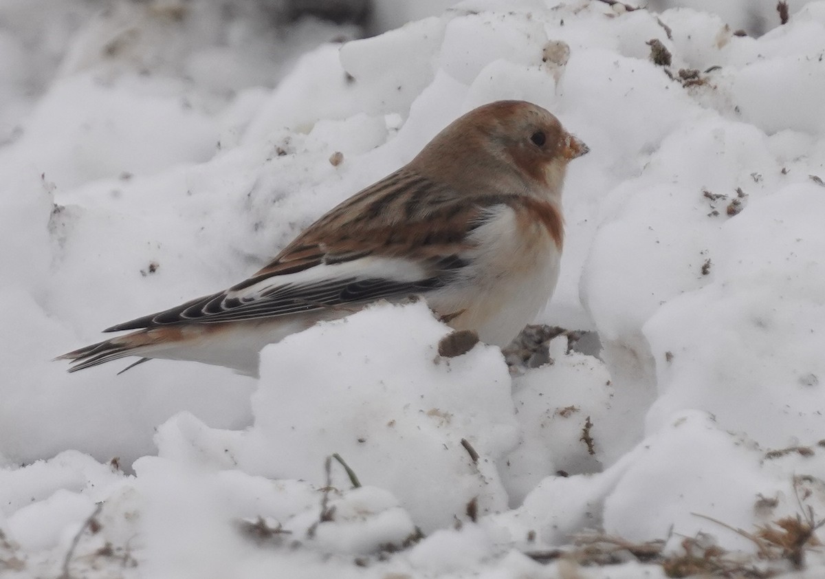 Snow Bunting - ML646298190