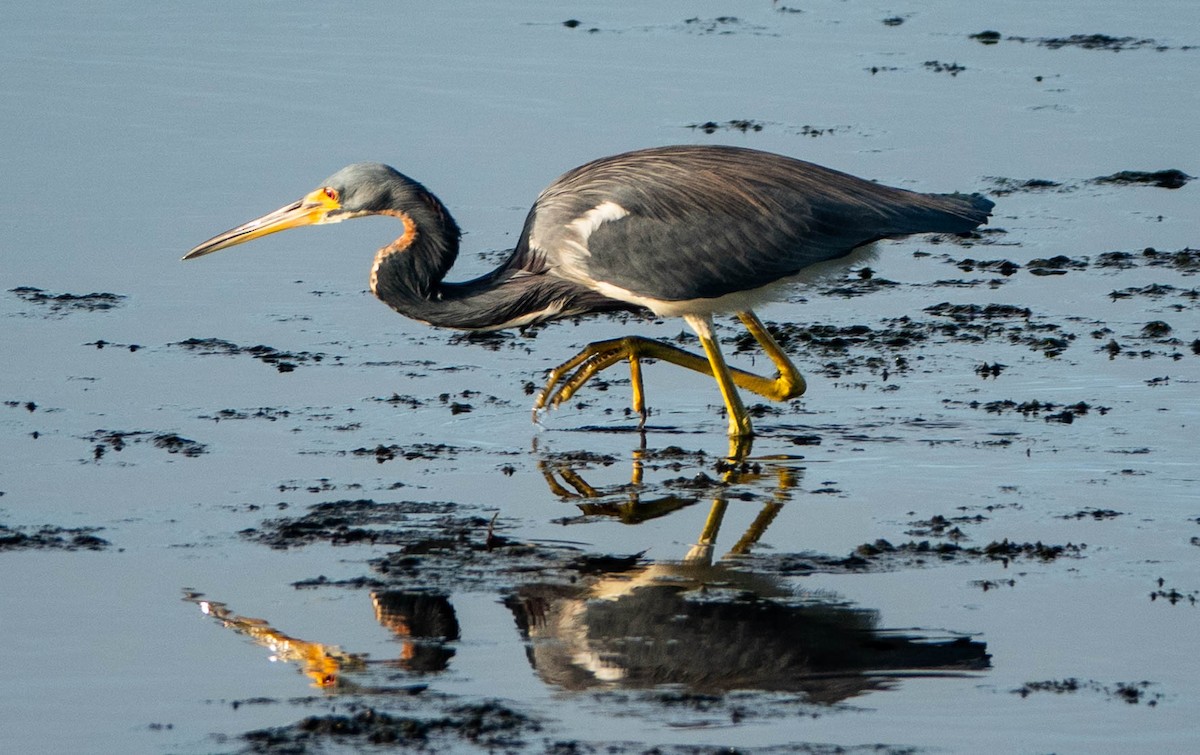 Tricolored Heron - ML646298191