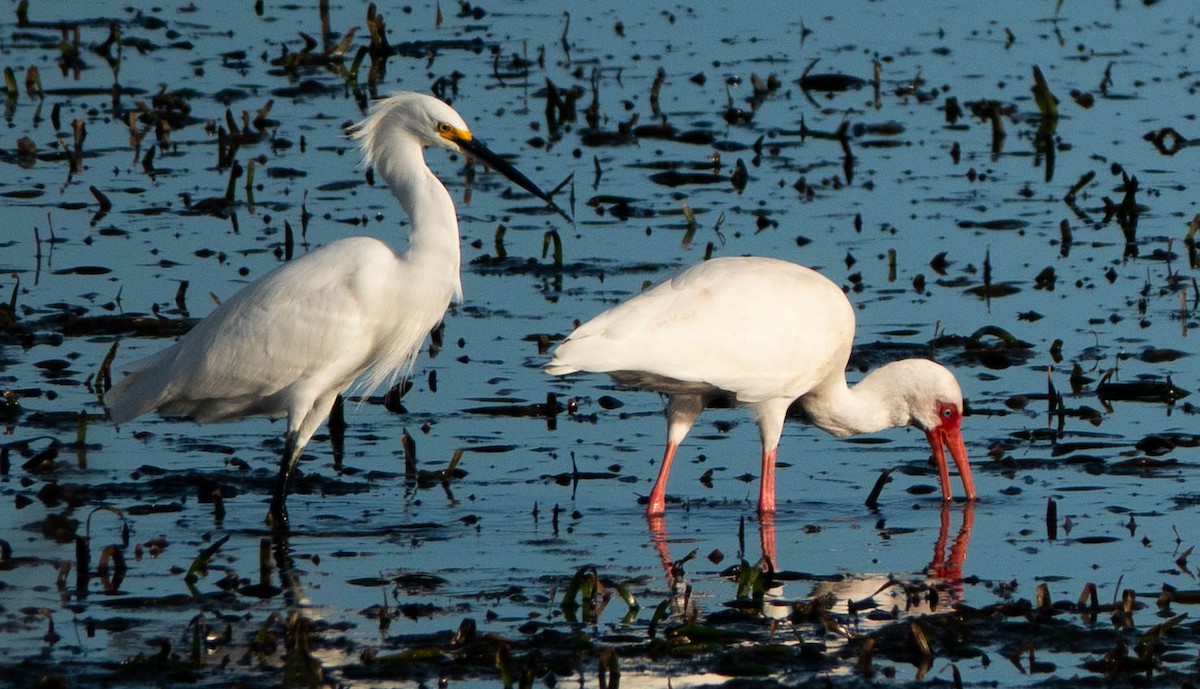 Snowy Egret - ML646298194