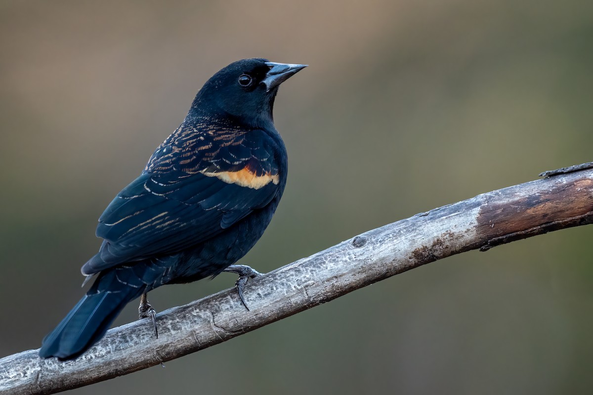 Red-winged Blackbird - ML646298197