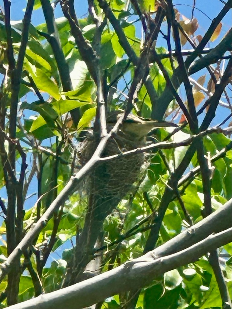 Caribbean Elaenia - ML646298198