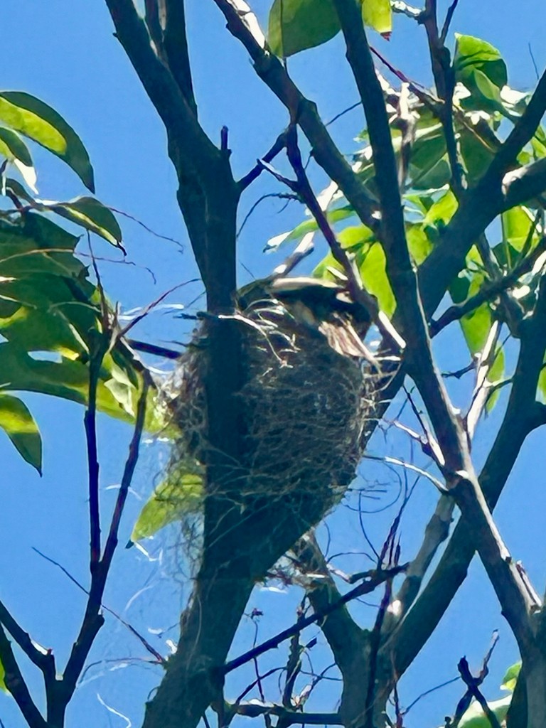 Caribbean Elaenia - ML646298199