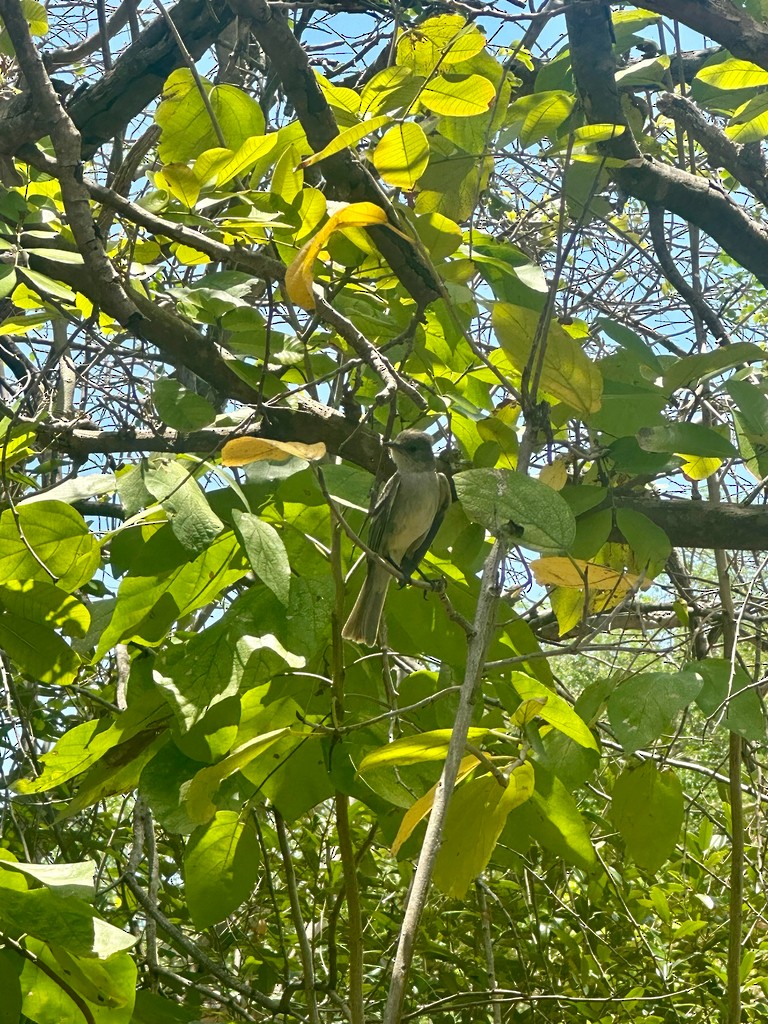 Caribbean Elaenia - ML646298200