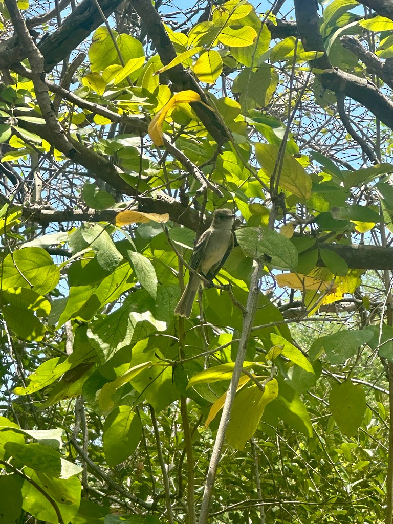 Caribbean Elaenia - ML646298201