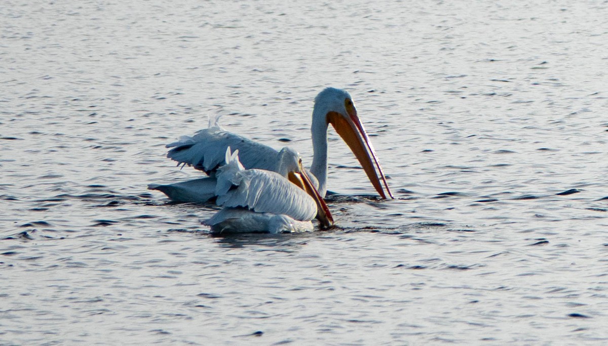 American White Pelican - ML646298203
