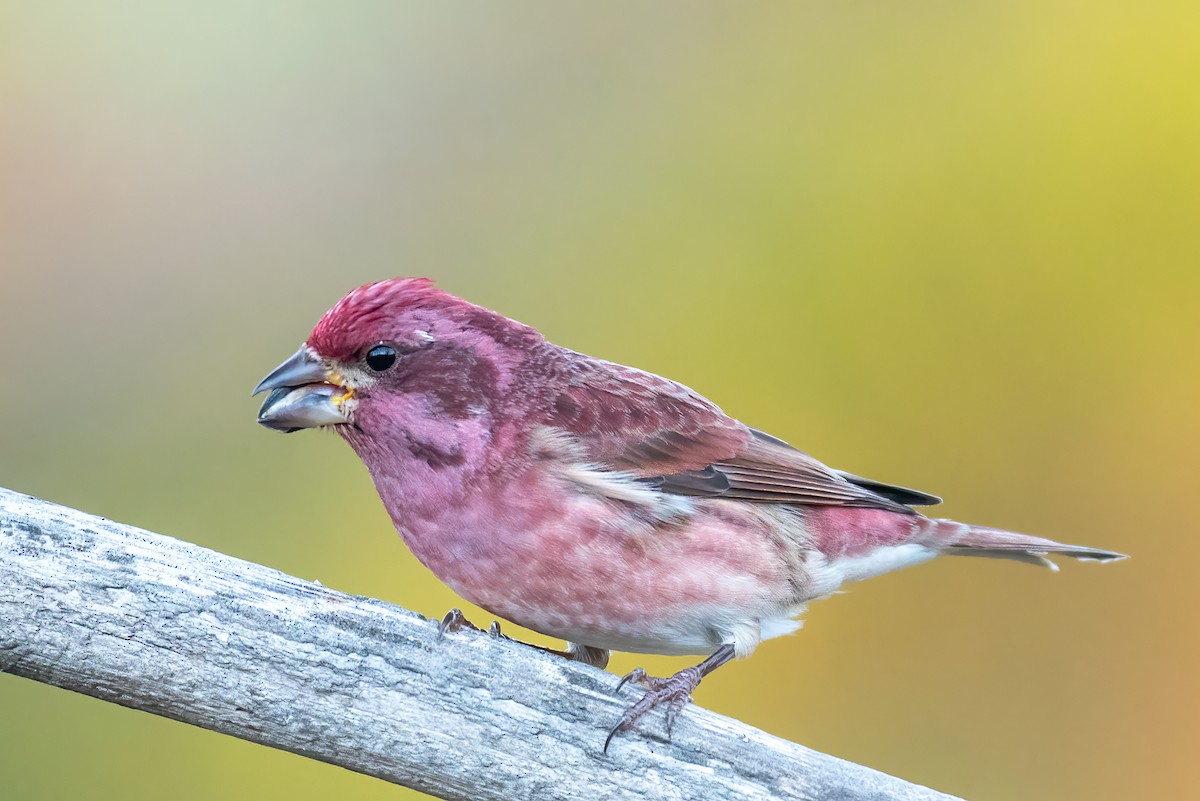 Purple Finch - ML646298209