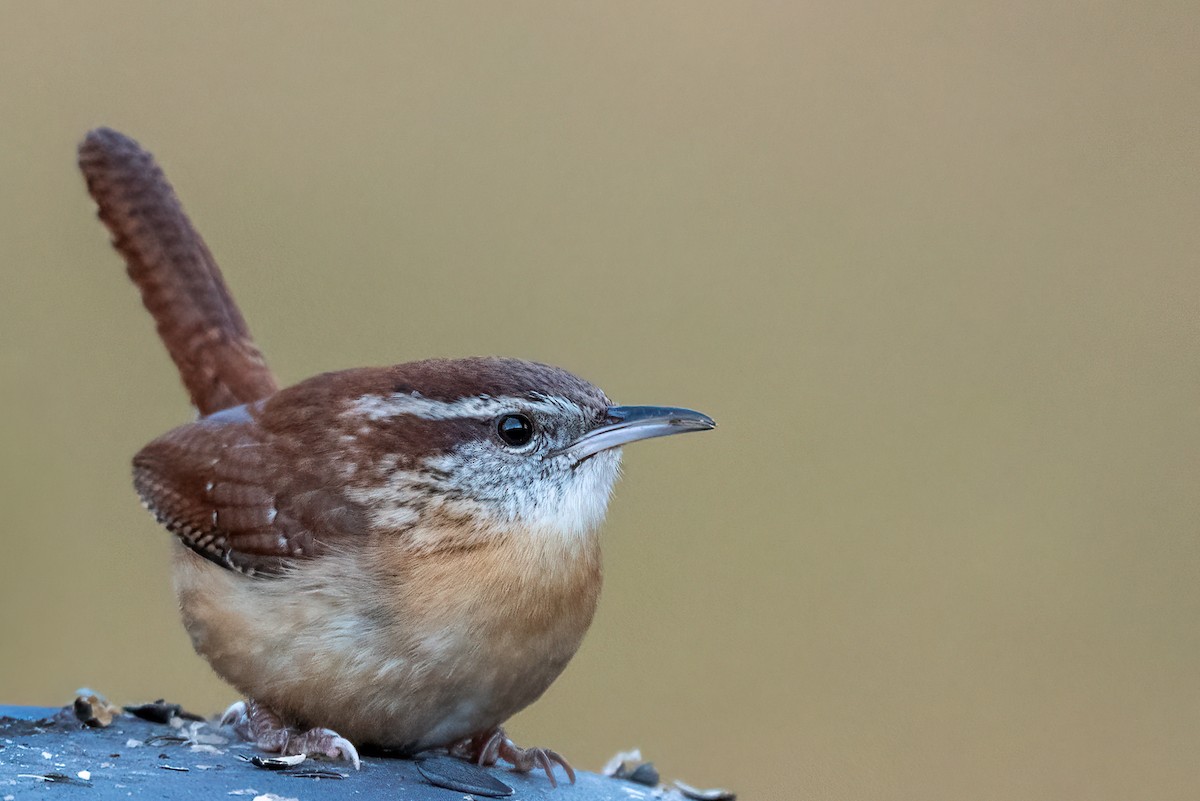 Carolina Wren - ML646298217