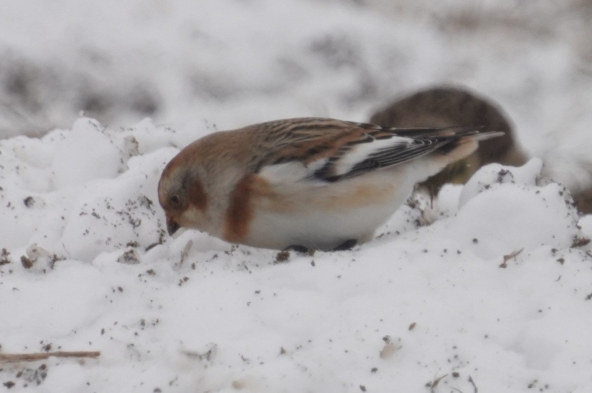 Snow Bunting - ML646298218