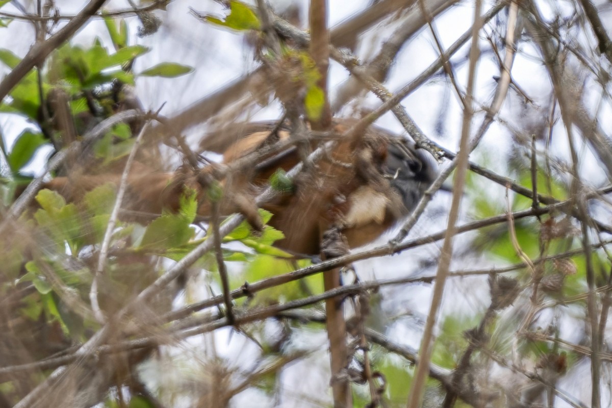 Synallaxe de Zimmer - ML646298219