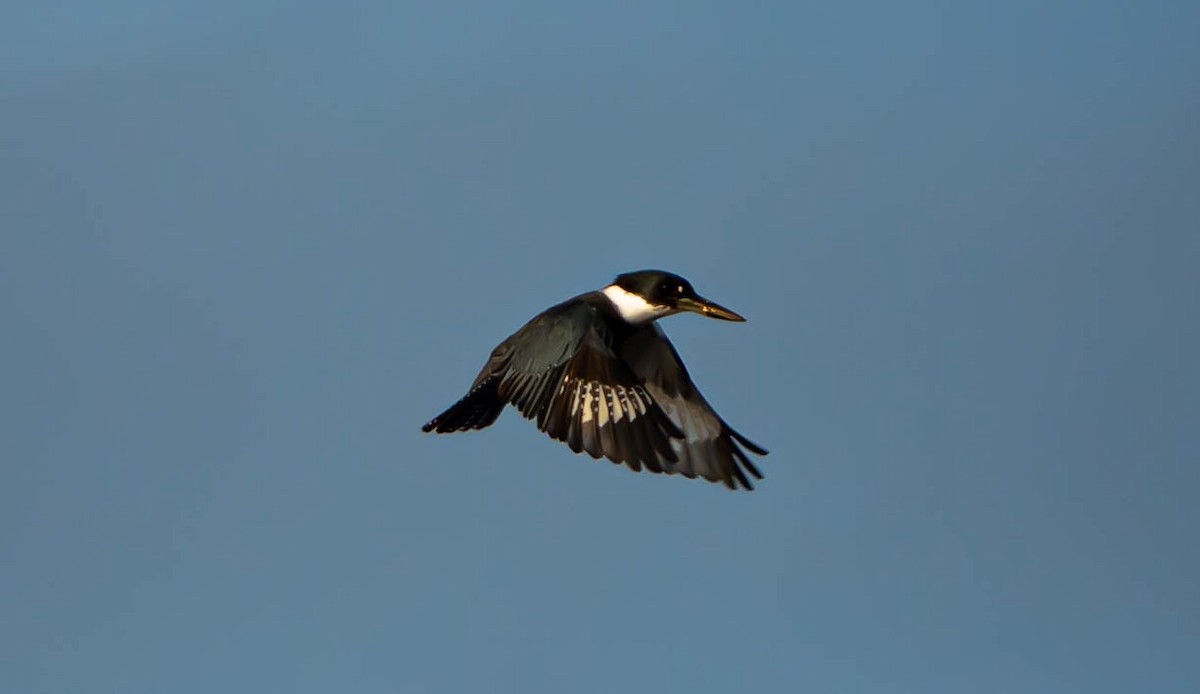Belted Kingfisher - ML646298221
