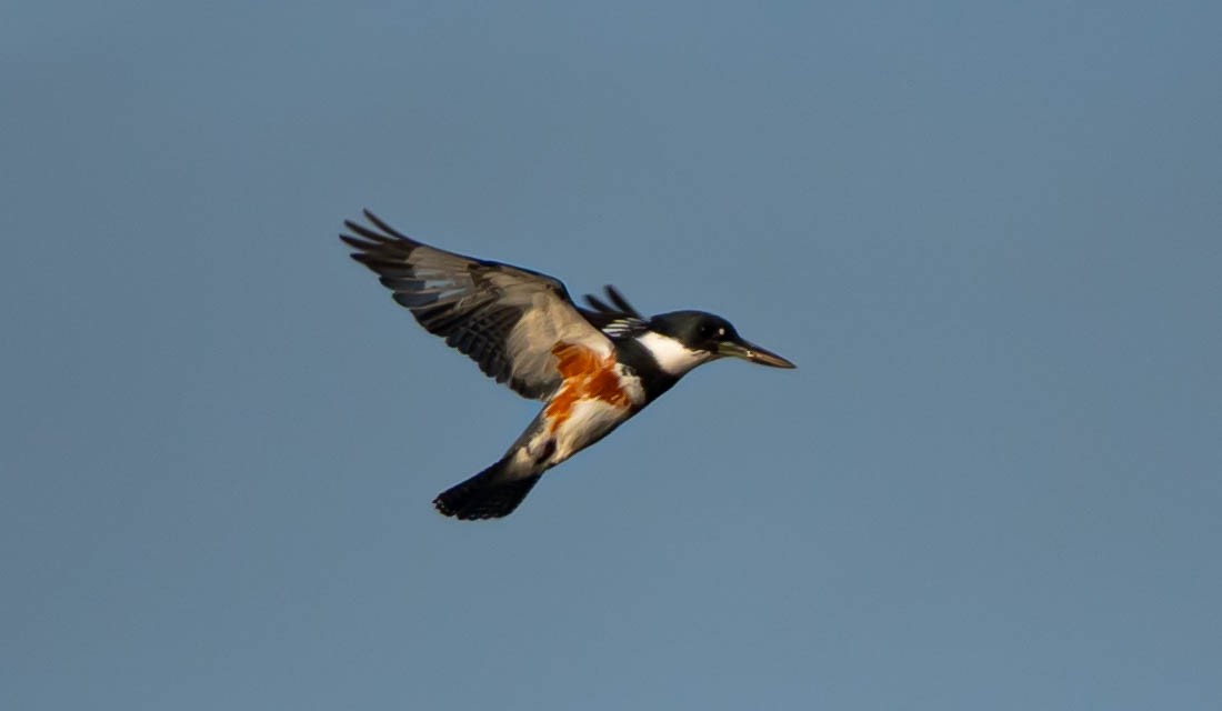 Belted Kingfisher - ML646298222