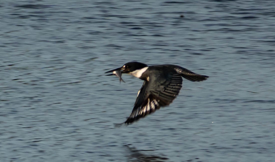 Belted Kingfisher - ML646298223